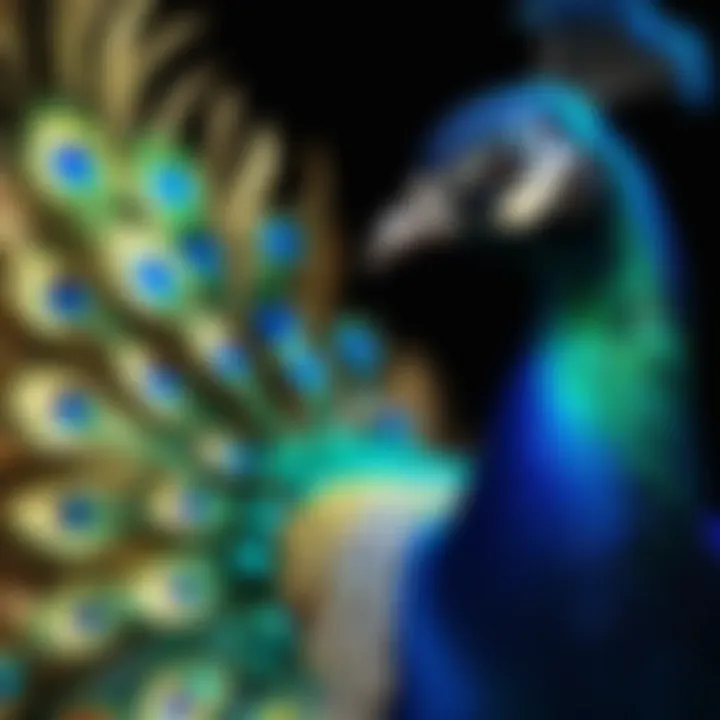 Majestic peacock displaying iridescent feathers