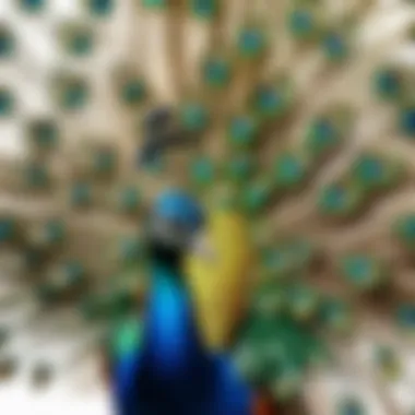 Peacock's Intricate and Vibrant Plumage Up Close Peacock's intricate and vibrant plumage up close